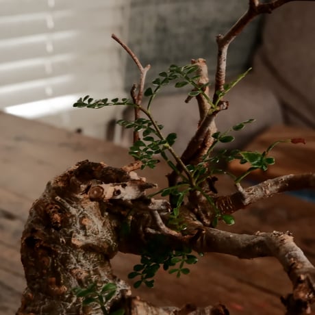 オペルクリカリア パキプス φ7.5cm［No.9］  ×   小野瀬一 作品  3号 植木鉢