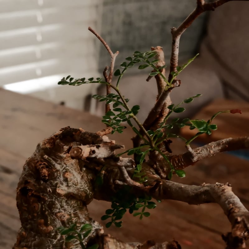 オペルクリカリア パキプス φ7.5cm［No.9］ × 小野瀬一 作品 3号 植木鉢