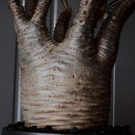 【綴化】グラキリス φ9.5cm - 象牙宮 - ［No.89］  ×   沼野秀章 作「 black wrap 」4号 植木鉢 笠間焼
