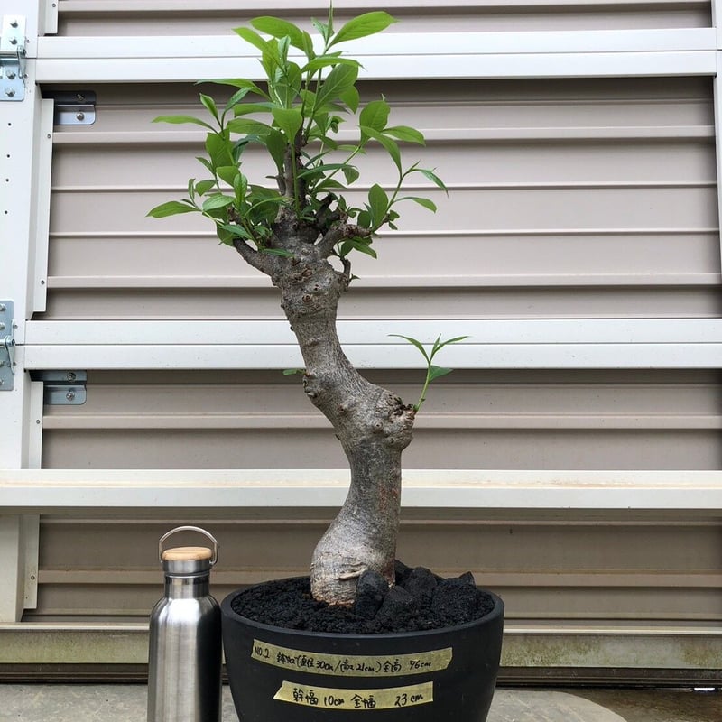 特大 バオバブ アダンソニア 変形タイプ / Baobab Adansonia［No.02］