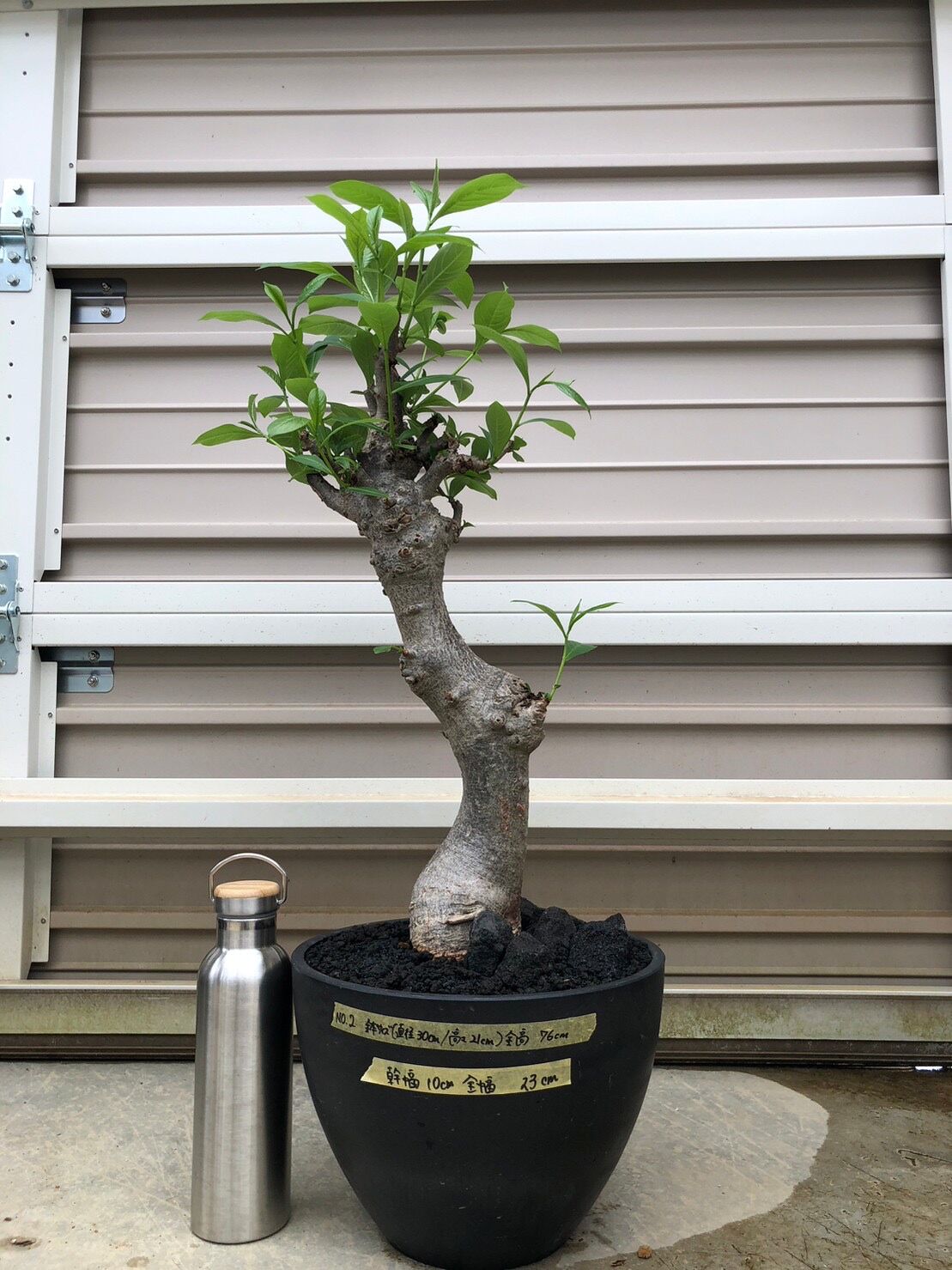 特大 バオバブ アダンソニア 変形タイプ / Baobab Adansonia［No.02］