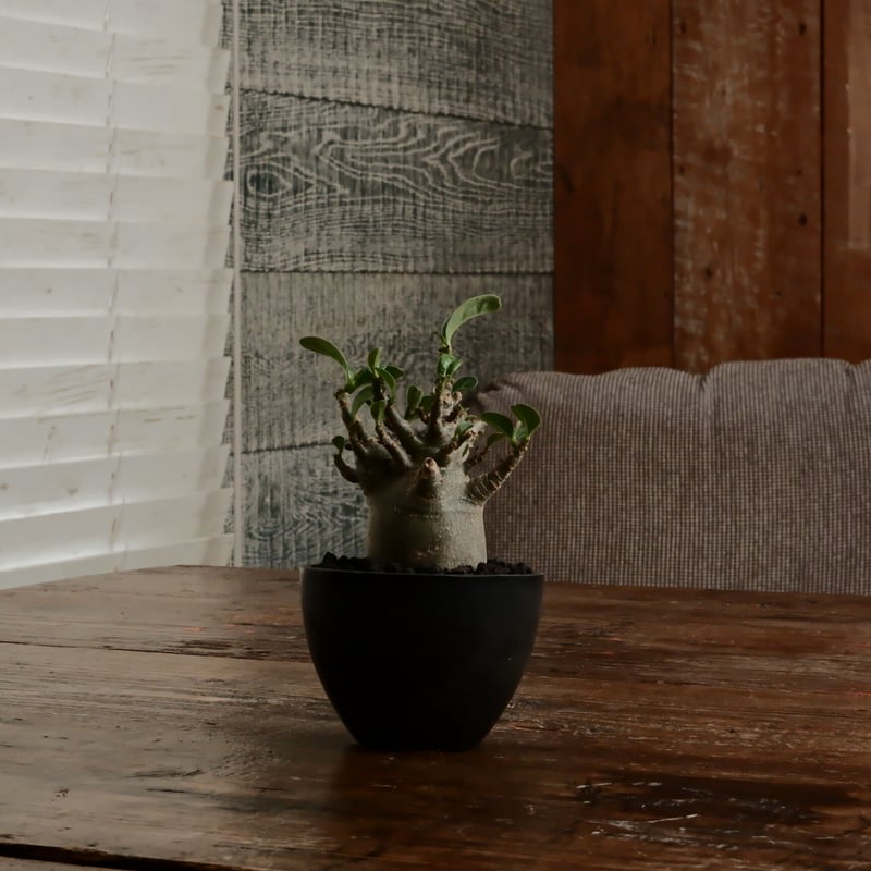 小人》アデニウム アラビカム 