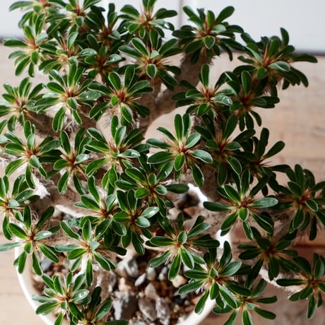 大株 ユーフォルビア ギラウミニアナ 輸入株［No.24］  × 坂本新 作【 LUSTER - white pearl - 】 4.5号 植木鉢 笠間焼