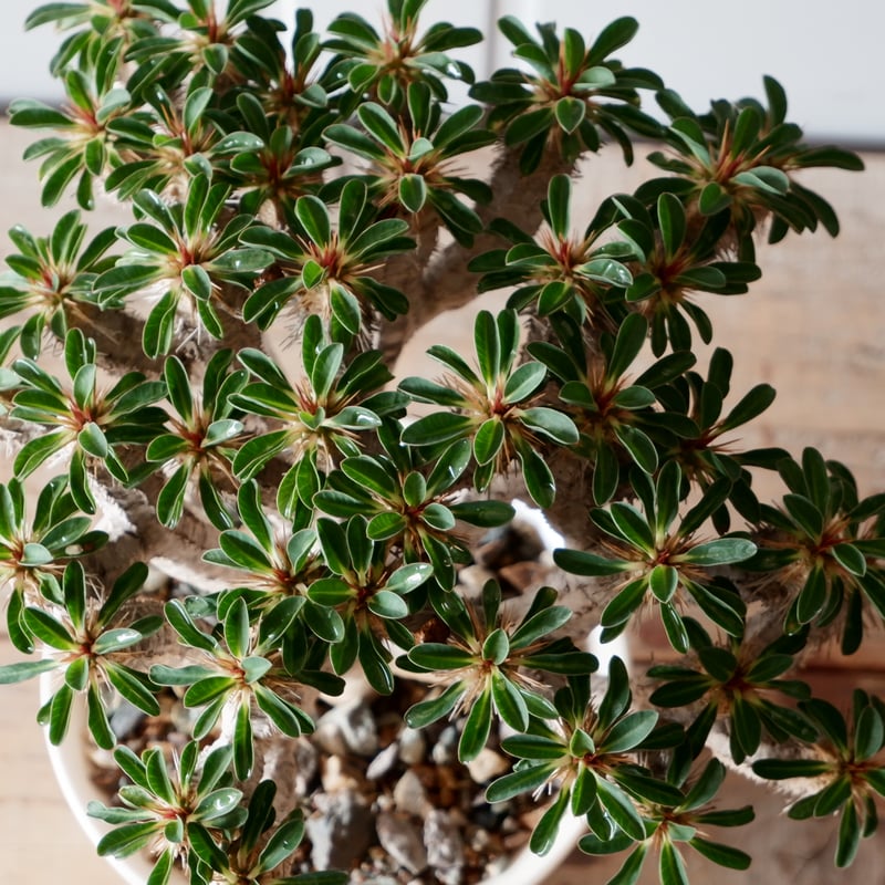 柿本様　抜き苗ご希望　ギラウミニアナ V199【最新到着】 Euphorbia ギラウミニアナ（S）（現地球・抜き