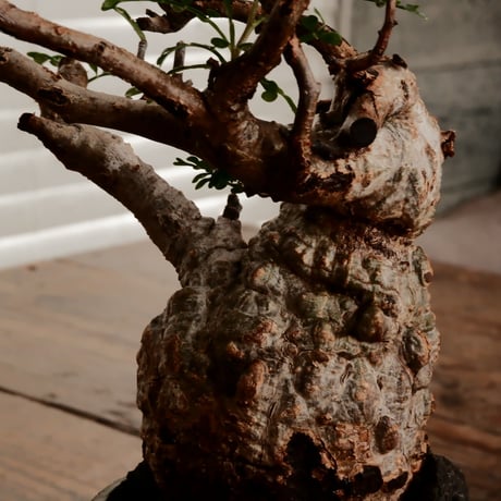 オペルクリカリア パキプス φ7.5cm［No.9］  ×   小野瀬一 作品  3号 植木鉢