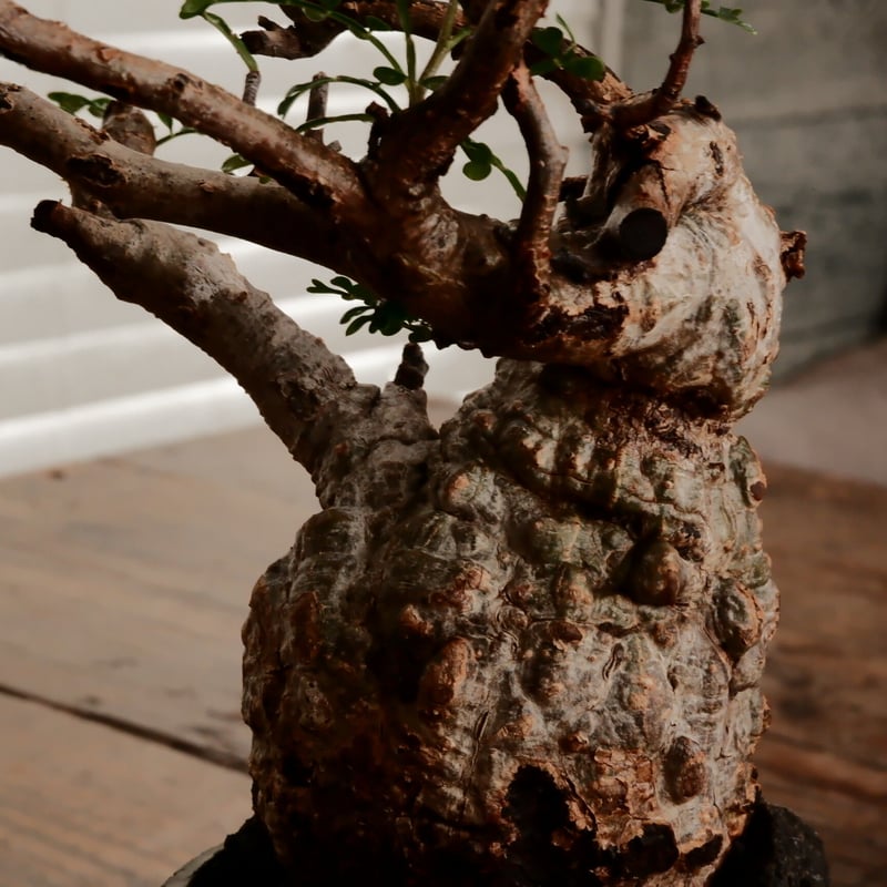 オペルクリカリア パキプス φ7.5cm［No.9］ × 小野瀬一 作品 3号 植木鉢
