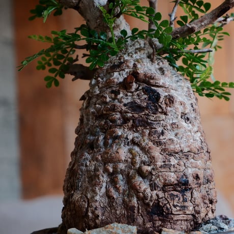 オペルクリカリア パキプス φ10cm［No.34］  ×  磯部祐介 作「 瓦 - kawara - 金剛 」 5号 植木鉢 笠間焼