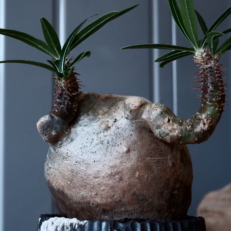 グラキリス φ8.5cm - 象牙宮-［No.28］× 根本峻吾 作 S.N POT type.round「 爪牙 -堕天黒- 」3号鉢 笠間焼