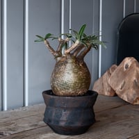 【発根済】【m&m】【送料込】グラキリス 発根済 グラキリス 01 × CLAW S［ 作家 : 森田昌求 ］笠間焼 | Botan