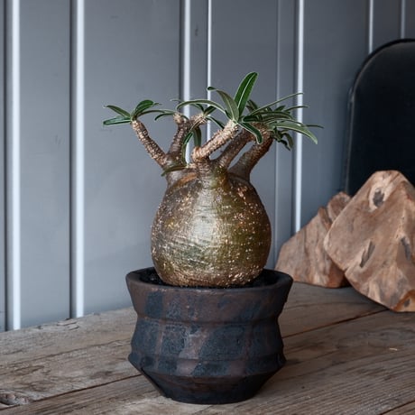 CATEGORY 沼野秀章 作品 植木鉢 | Botanical Holic