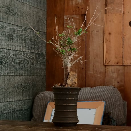 コミフォラ シンプリキフォリア M［No.51］  ×   磯部祐介 作「 瓦 - kawara - " 金剛 tall ver. " 」4号 植木鉢 笠間焼