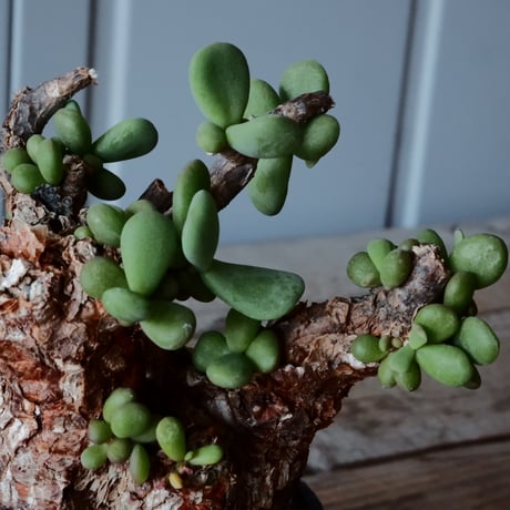 ケラリア ピグマエア［No.44］  × 磯部祐介 作品【 円 - 闇堕ち - 】2.5号 植木鉢 笠間焼