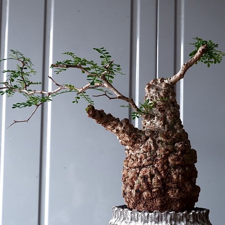 オペルクリカリア パキプス φ 11cm［No.05］  × 根本峻吾 作 S.N POT type.cylinder「 月光ノ爪牙」4.5号 植木鉢 笠間焼