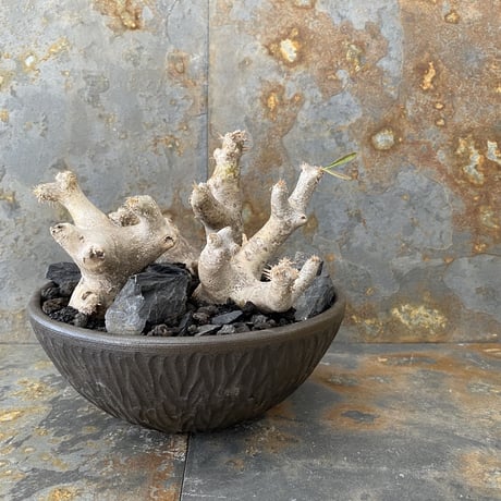Madagascar Rock Garden - Black -［ No.2 ］
