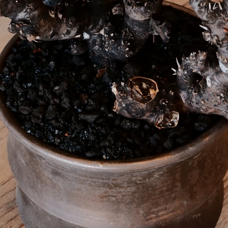 大株 】オトンナ ユーフォルビオイデス ［No.88］ × 松野然【 ZEN 】 5