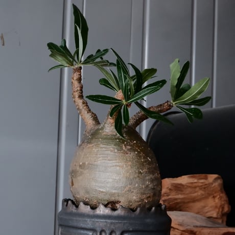 グラキリス φ11cm  - 象牙宮- ［No.36］  ×   根本峻吾 作 S.N POT type.cylinder「 鐡 - 黒焔 - 」4号 植木鉢 笠間焼