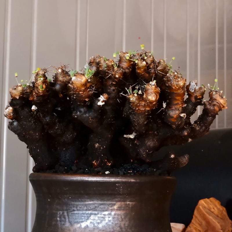 大株 】オトンナ ユーフォルビオイデス ［No.87］ × 松野然【 ZEN 】 5