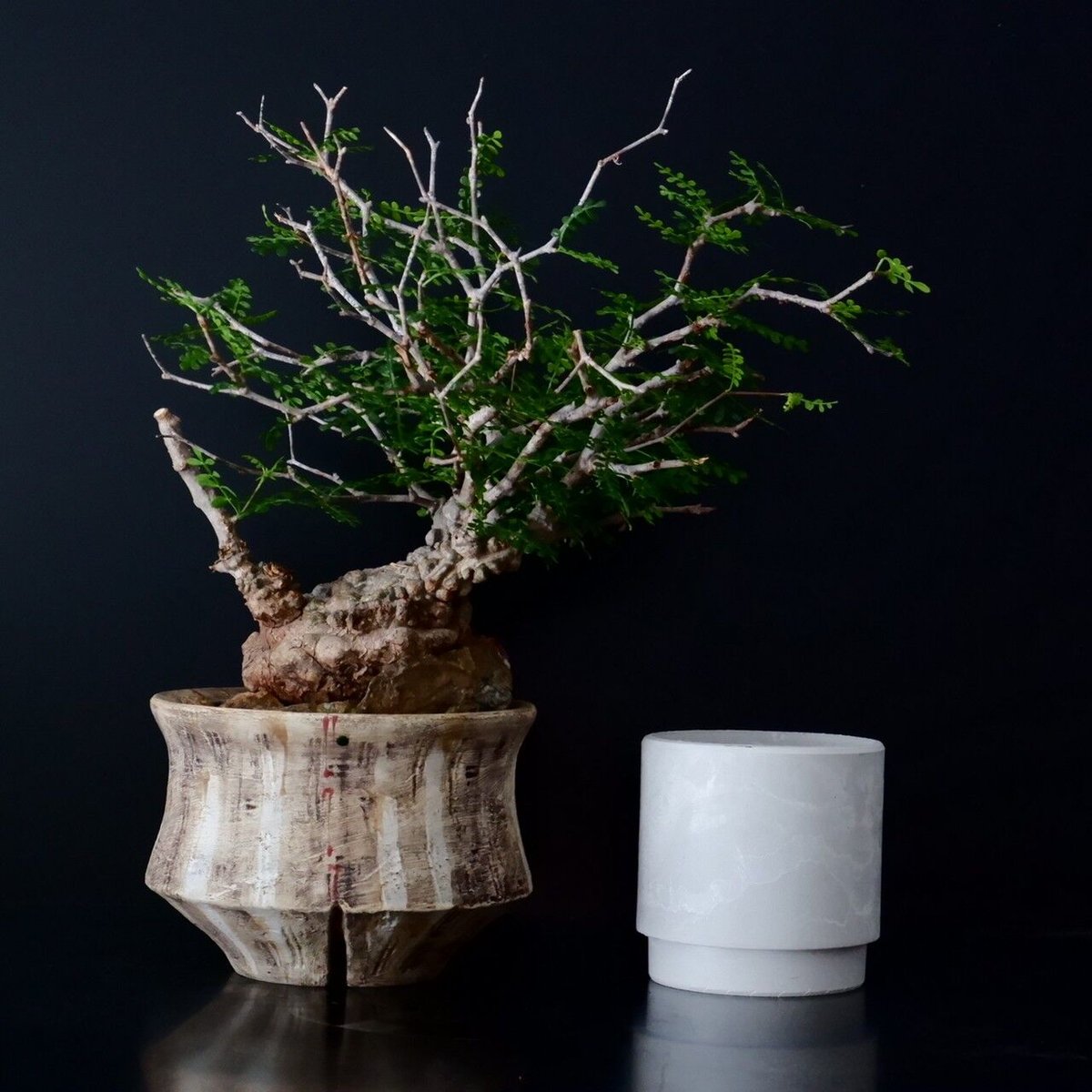 沼野秀章 / 刻ム音 / 5号　新品未使用　アガベ　グラキリス 沼野秀章 / 刻ム音 / 5号 新品未使用 アガベ グラキリス 沼野秀章 / 刻