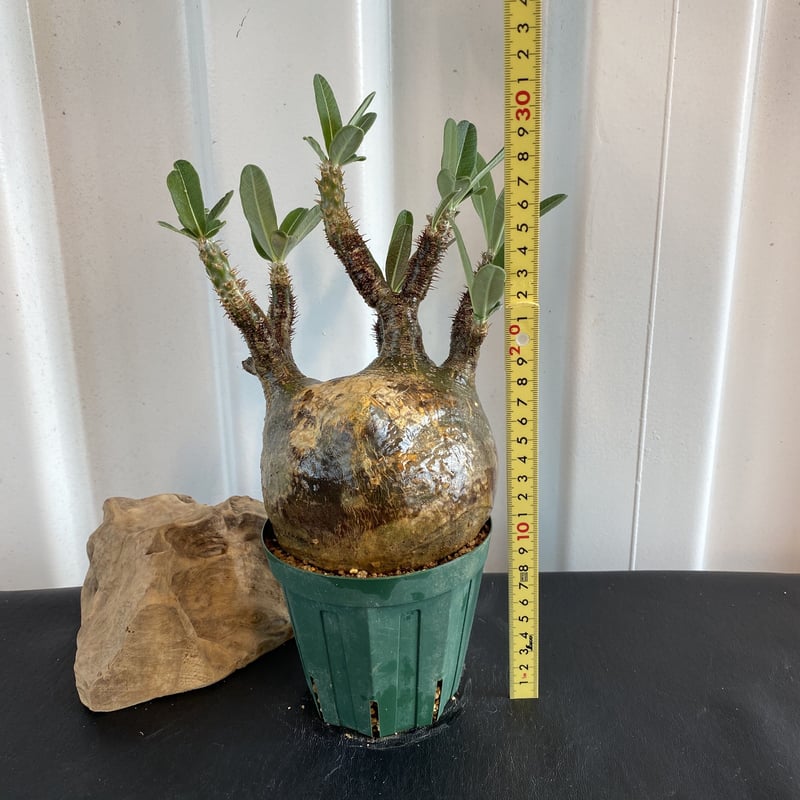 奇形の人面株【グラキリス 中ぶり 発根済 2020年8月輸入 現地株】BH