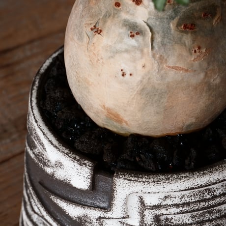 キフォステンマ ベティフォルメ ナローリーフ ソマリア産 輸入株［No.28］  × 根本峻吾 作品【 S.N POT type.slim「 雷電 / 月光 ver. 」3.5号 】笠間焼 植木鉢