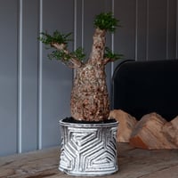 オペルクリカリア パキプス φ 10cm［No.13］  × 根本峻吾 作品【 S.N POT type.slim「 月光ノ鐵」4号 】笠間焼 植木鉢
