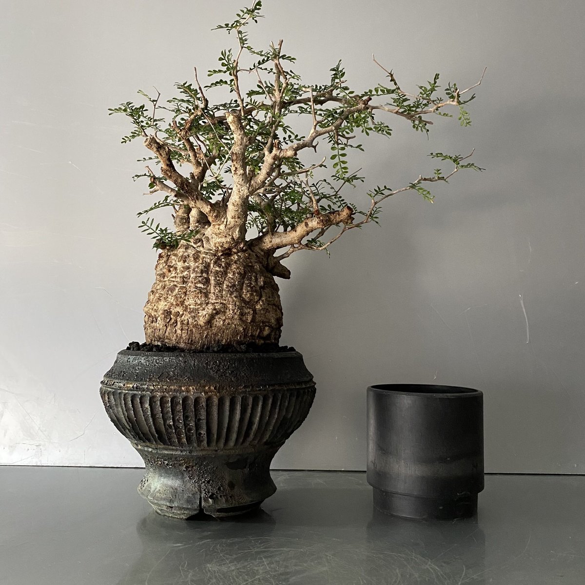 発根済 オペルクリカリア パキプス P-45 × 【作家 小野瀬 一 】