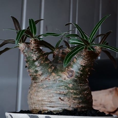 グラキリス φ8cm - 象牙宮 - ［No.11］  ×   沼野秀章 作「 black wrap 」3号 植木鉢 笠間焼