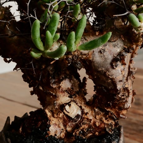 チレコドン レティキュラーツス 万物想［No.2］  ×   根本峻吾 作 S.N POT type.round「 黒焔  」3号 植木鉢 笠間焼
