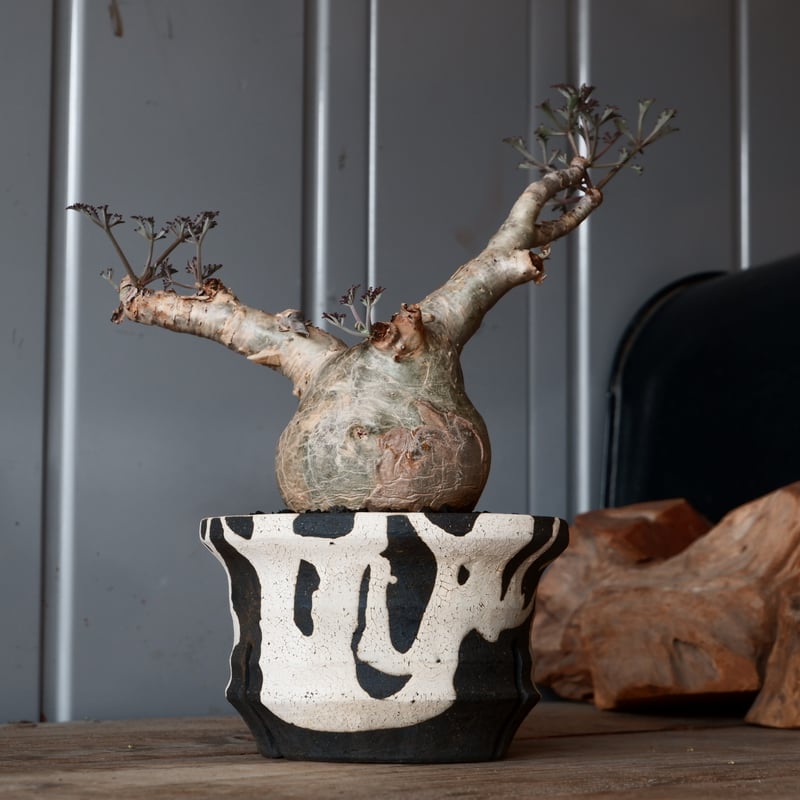 丸株 キフォステンマ ベティフォルメ ナローリーフ ソマリア産 輸入株