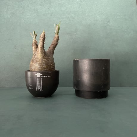 発根済 美肌 グラキリス VAG-02 × VALIEM BOWL (グラキリス専用鉢) S  / Black