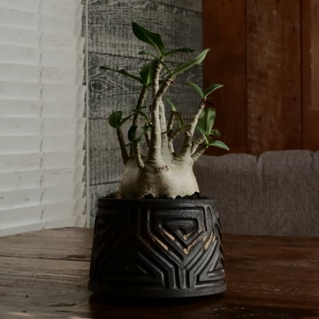 《低重心》アデニウム アラビカム " ドワーフ " φ9cm［No.8］  ×  根本峻吾 作 S.N POT type.normal「 鐡 - kurogane - 」 4号  笠間焼