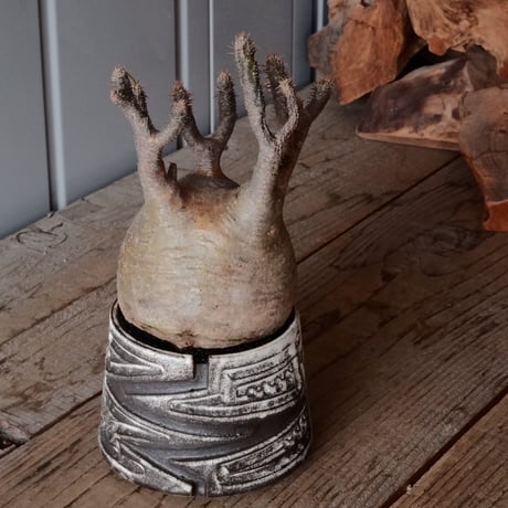 グラキリス φ10cm  - 象牙宮- ［No.81］  ×   根本峻吾 作 S.N POT type.cylinder「 月光ノ雷電」3.5号 植木鉢 笠間焼