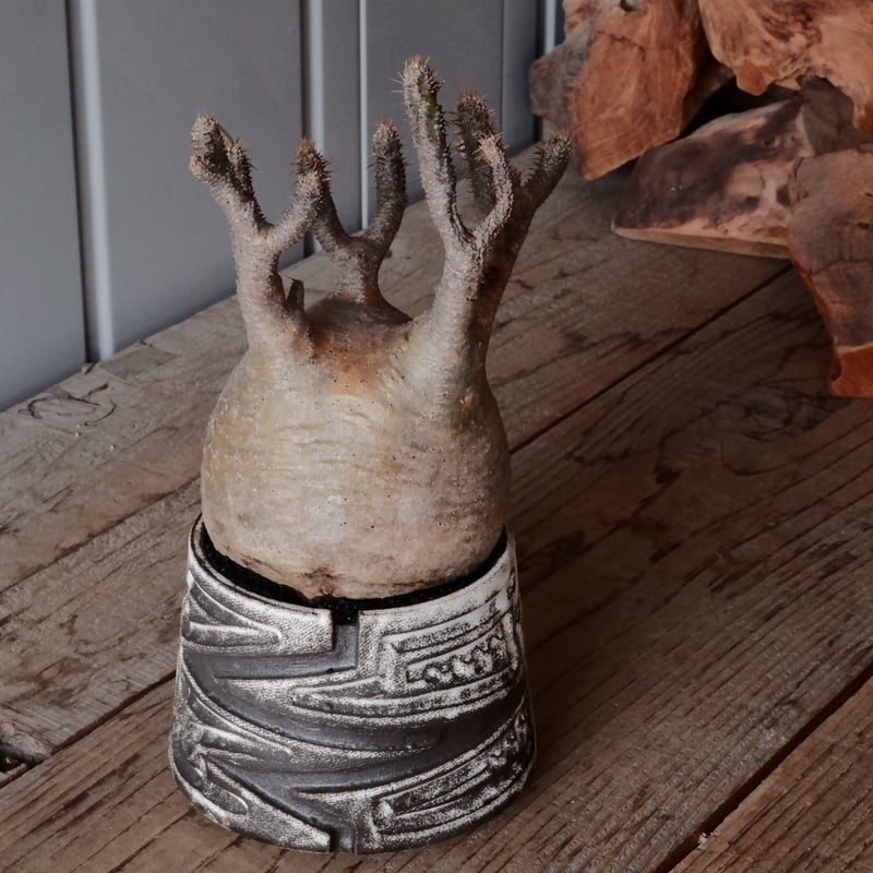 グラキリス φ10cm - 象牙宮- ［No.81］ × 根本峻吾 作 S.N POT