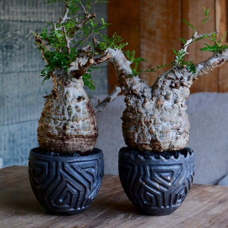 緑肌 オペルクリカリア パキプス［No.16］  ×  根本峻吾 作 S.N POT type.round「 鐡 - kurogane - 」4号 植木鉢