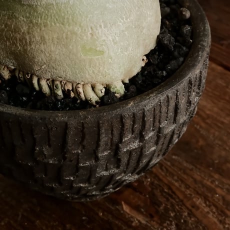 《丸型》アデニウム アラビカム " ドワーフ " φ10cm［No.13］  ×   沼野秀章 作「 black wrap 」4号 植木鉢 笠間焼