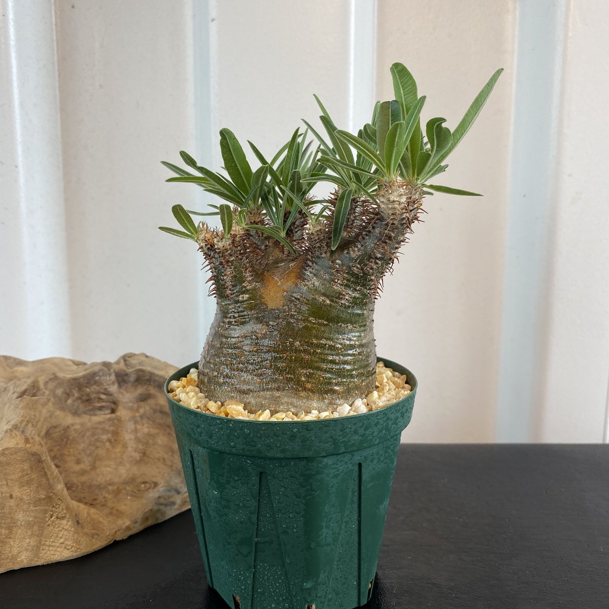 グラキリス専用です fit=scale-down,w=1200