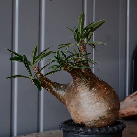 グラキリス φ8cm - 象牙宮 -［No.53］  ×    與那嶺大輔 作 「琉球飛び鉋」3号 植木鉢