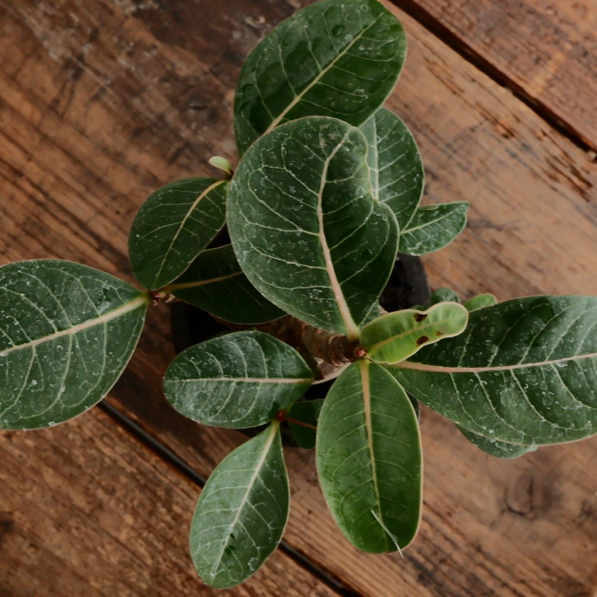 アデニウム アラビカム 