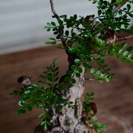 オペルクリカリア パキプス φ8cm［No.27］  ×  杉山悠 作 3号 植木鉢 笠間焼