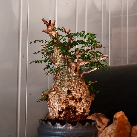 オペルクリカリア パキプス φ 10cm［No.04］  ×   根本峻吾 作 S.N POT  type.cylinder「 鐡 - 黒焔 - 」 4号 植木鉢