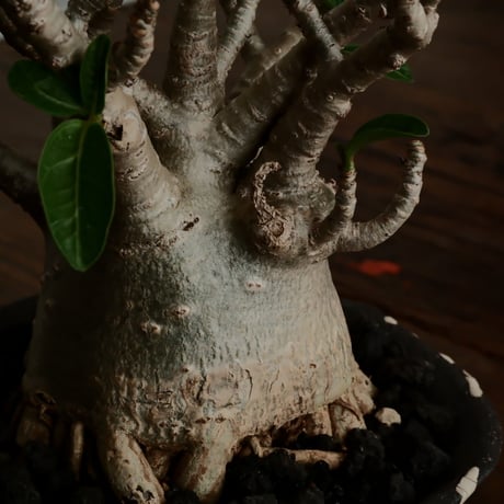 《美形》アデニウム アラビカム " ドワーフ " φ7.5cm［No.9］  ×   沼野秀章 作「 black wrap 」4号 植木鉢 笠間焼