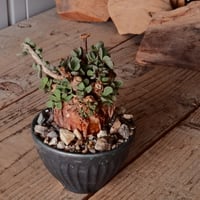 ケラリア ピグマエア 現地株 発根済［No.42］  ×   森田昌求 作 「 CLAW - M - 」 3.5号 植木鉢 笠間焼