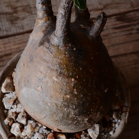 グラキリス φ8cm - 象牙宮 -［No.50］  ×   沼野秀章 作「 刻ム音 」3号 植木鉢 笠間焼