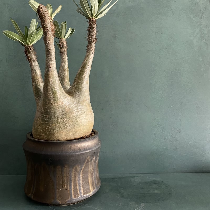 ア*ー様 グラキリス 現地球 根本峻吾⁡鉢付き 美株 発根済み 長期管理株