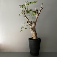 発根済 デロニクス プミラ BDP-07 | Botanical Holic