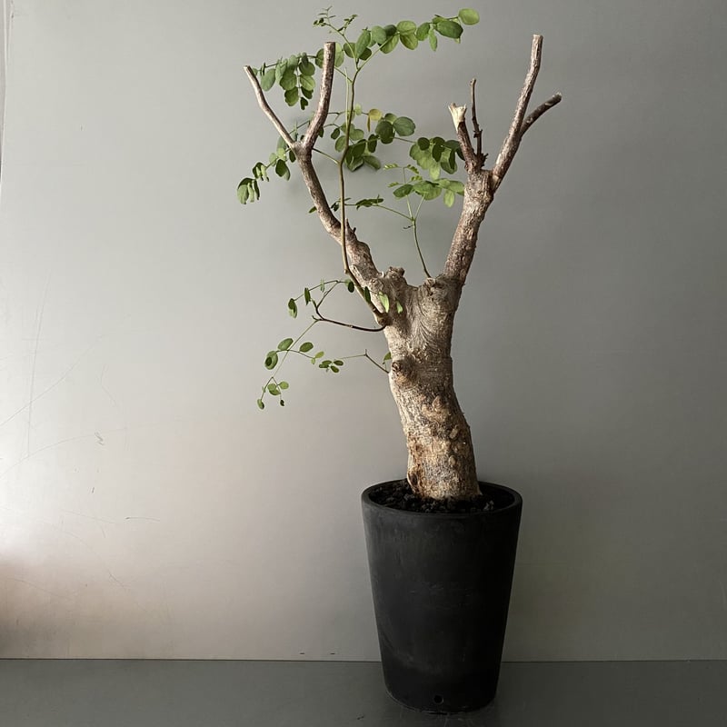 発根済 デロニクス プミラ BDP-05 | Botanical Holic