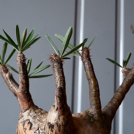 グラキリス φ11cm - 象牙宮 -［No.39］  ×   沼野秀章 作「 刻ム音 」3.5号 植木鉢 笠間焼
