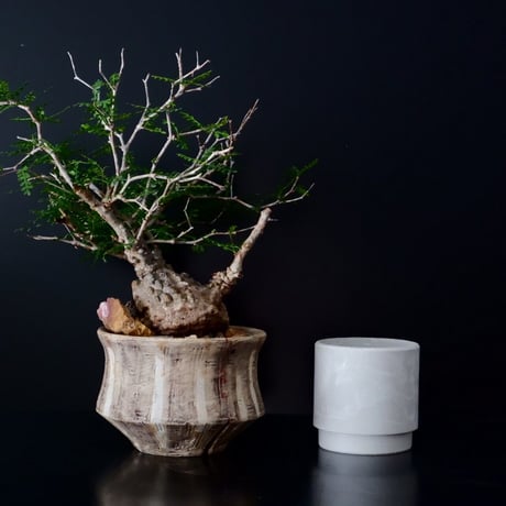 超扁平 蟹型 オペルクリカリア パキプス［No.13］  ×  沼野秀章 作 「刻ム音」5号 植木鉢