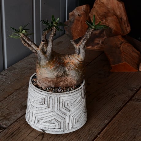 中株 グラキリス φ12.5cm  - 象牙宮- ［No.84］  ×   根本峻吾 作 S.N POT type.cylinder「 月光ノ鐵」4.5号 植木鉢 笠間焼