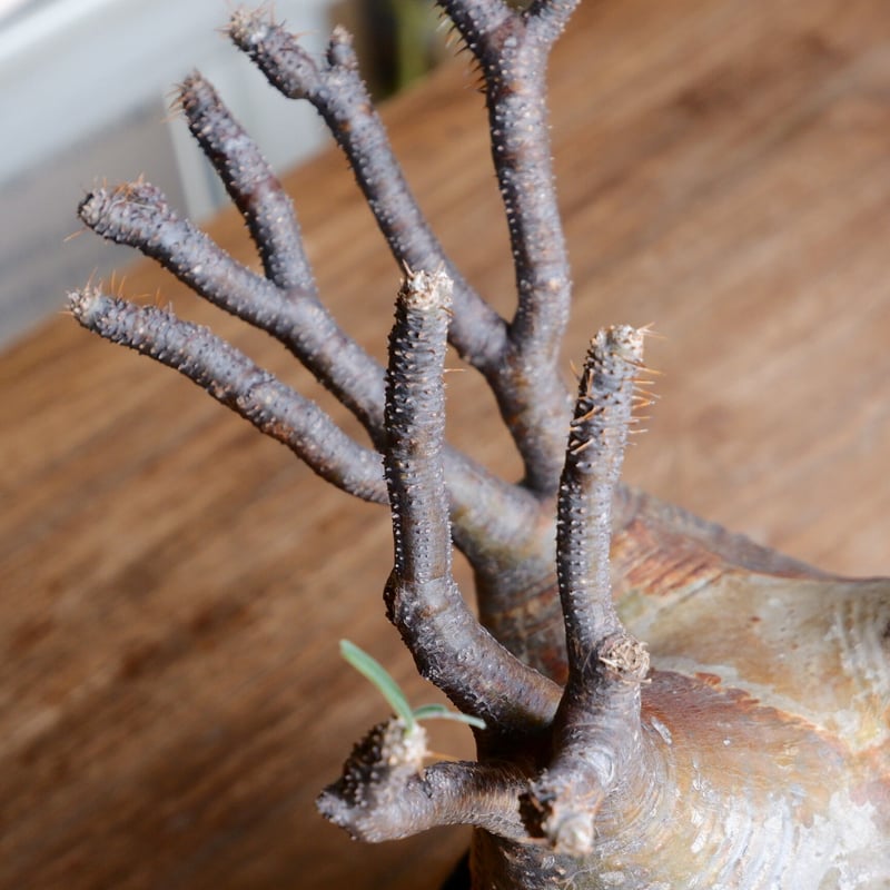 大株 赤肌 グラキリス - 象牙宮 - size XL［No.38］ × 沖誠 作品